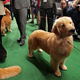 Image for article titled Elegant Updos and Classy Coats at the Westminster Dog Show